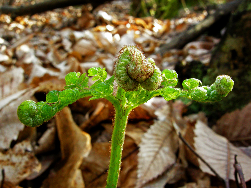 Pteridium aquilinum / Felce aquilina